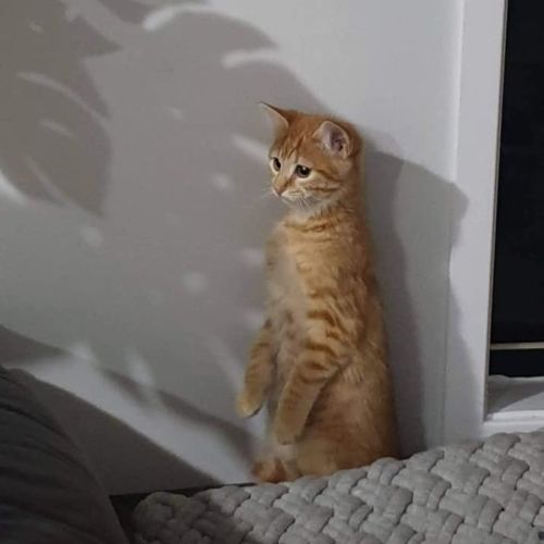 Wilbur