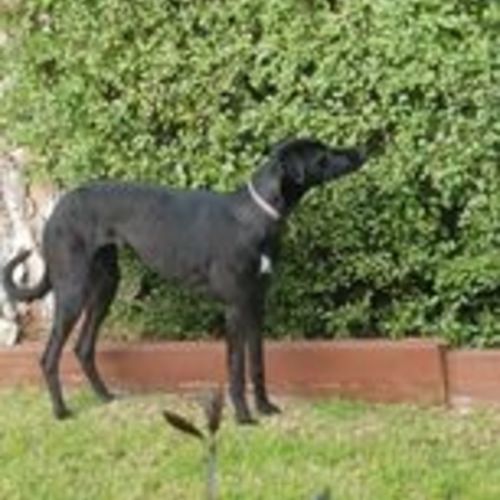 Zalia