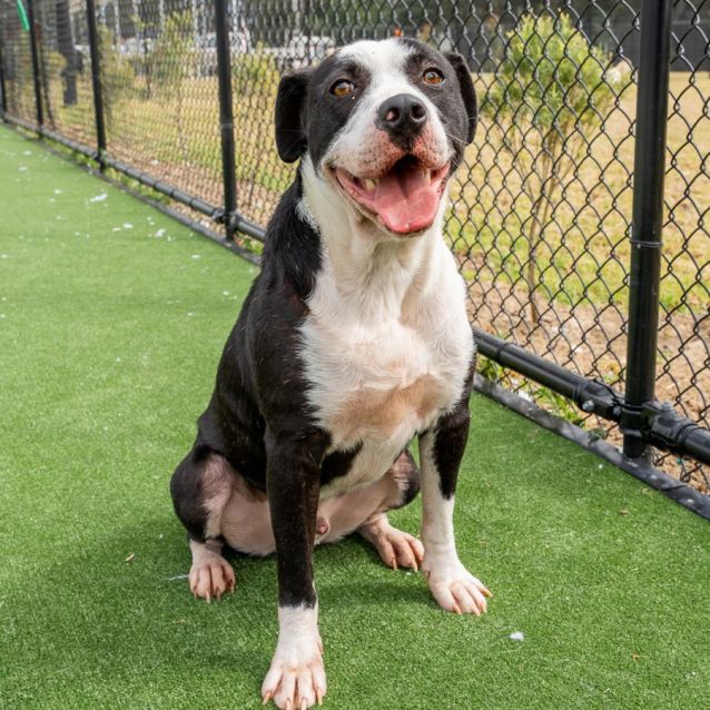 Photo of Maxwell Imp 1853