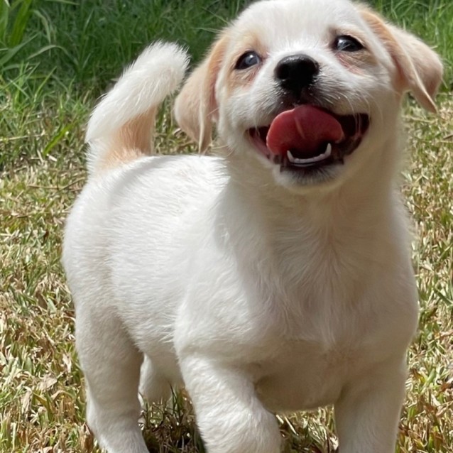 Casper - Small Male Jack Russell Terrier x Fox Terrier (Miniature) Mix ...