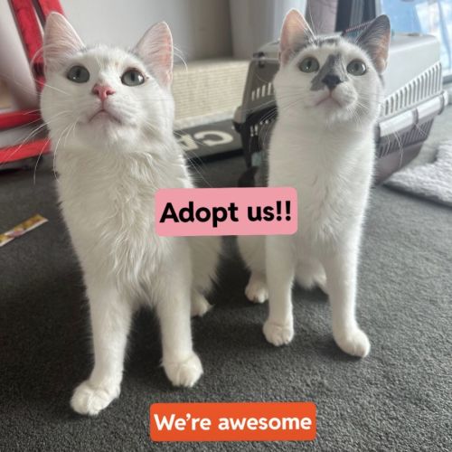 🚧Bobcat & Forklift 🦺