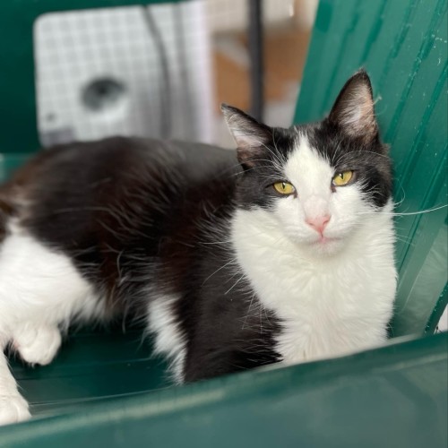 Lee**2nd Chance Cat Rescue