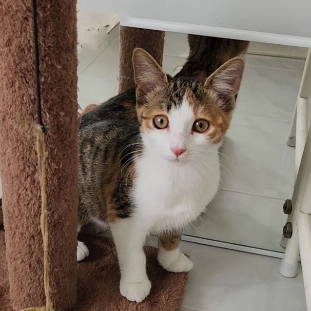 Photo of Cherub ^^Dandy Cat Rescue^^