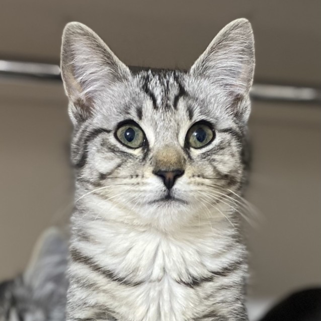 Photo of Basset & Akita 💙🩷