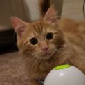 Photo of Rusty ^Dandy Cat Rescue^