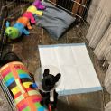 Photo of Dottie