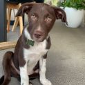 Photo of Charlie