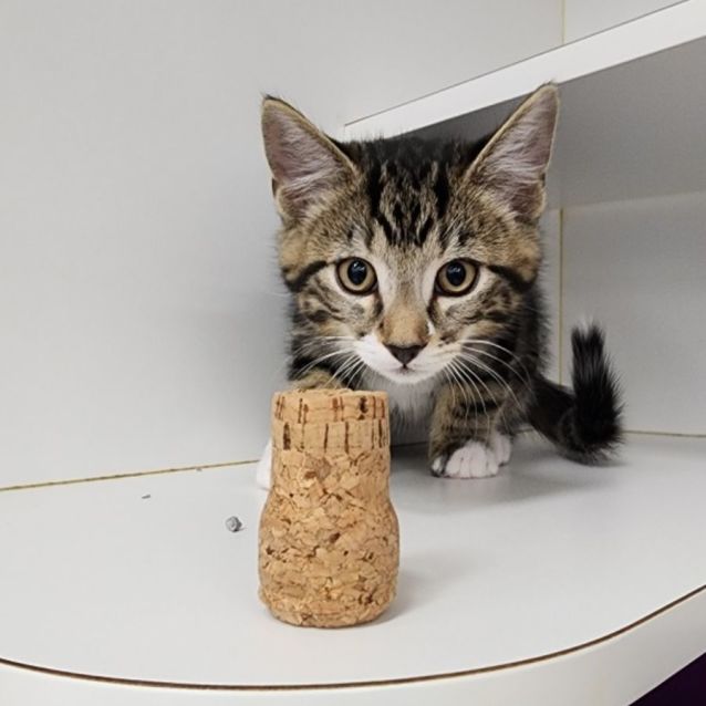 stewie-male-domestic-short-hair-cat-in-vic-petrescue