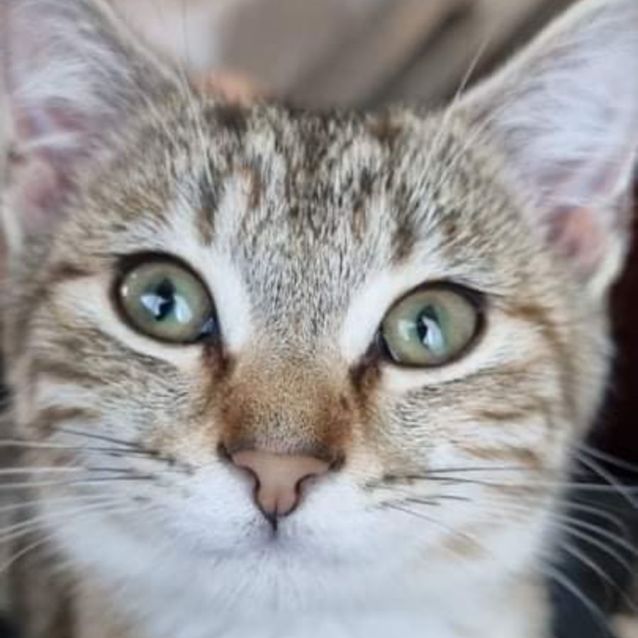 Photo of Matilda (Tilly)
