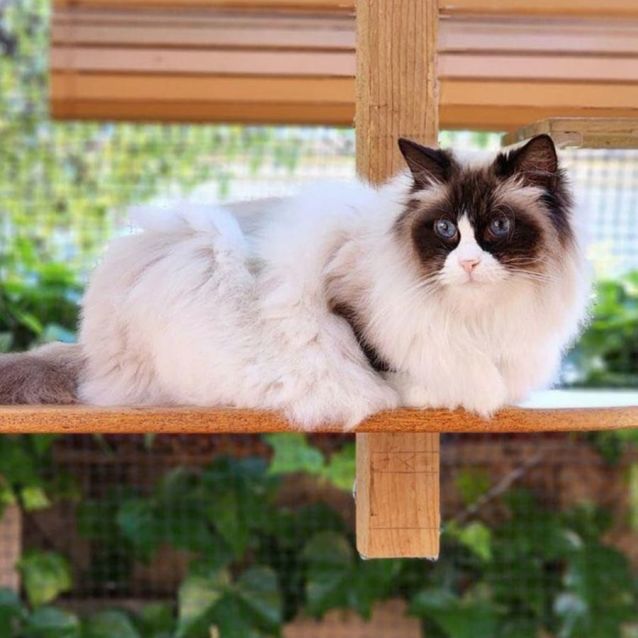 Photo of Misti   Ragdoll
