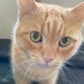 Photo of Tonka