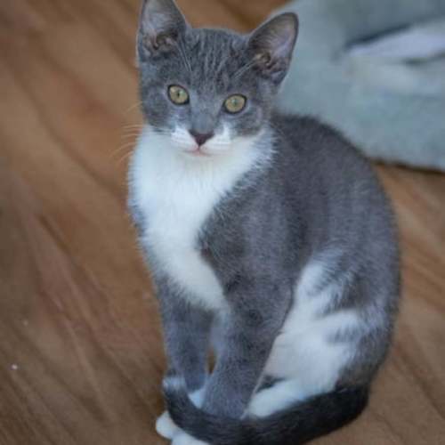 Basil