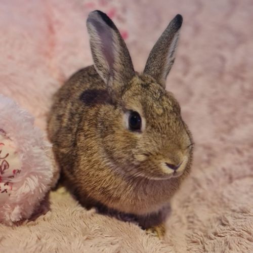 Penny (Located in Wantirna South) - Netherland Dwarf Rabbit