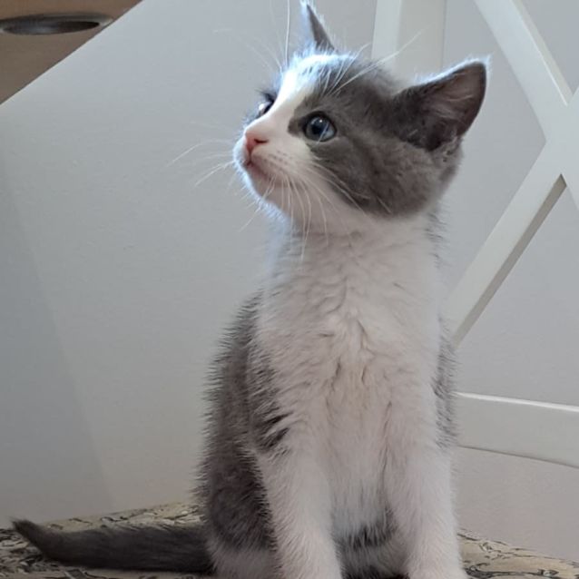 Photo of Angelo & Kosta