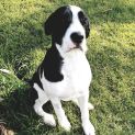 Photo of Onyx