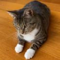Photo of Shorty