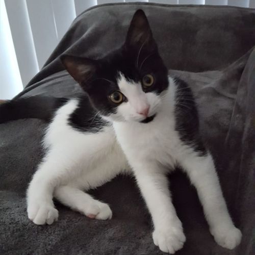 Tobias ^^Dandy Cat Rescue^^