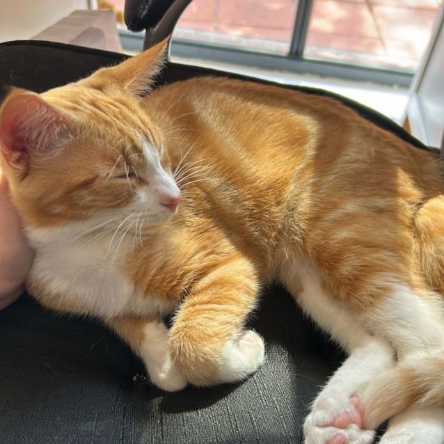 Photo of Roux   Located In Lower Plenty