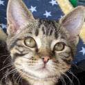 Photo of Josie