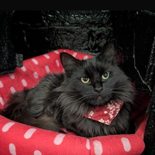 No photo for Frankie 