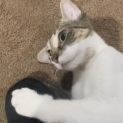 Photo of Xena