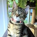 Photo of Bilimbi **2nd Chance Cat Rescue**