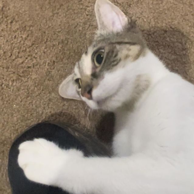 Photo of Xena