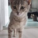 Photo of Fern