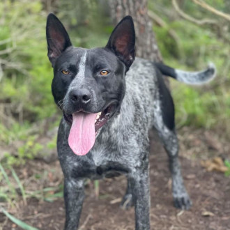 Medium Male Australian Cattle Dog Dog