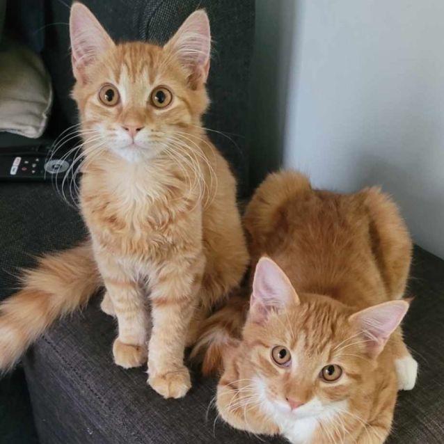 Photo of Little Fred Weasley