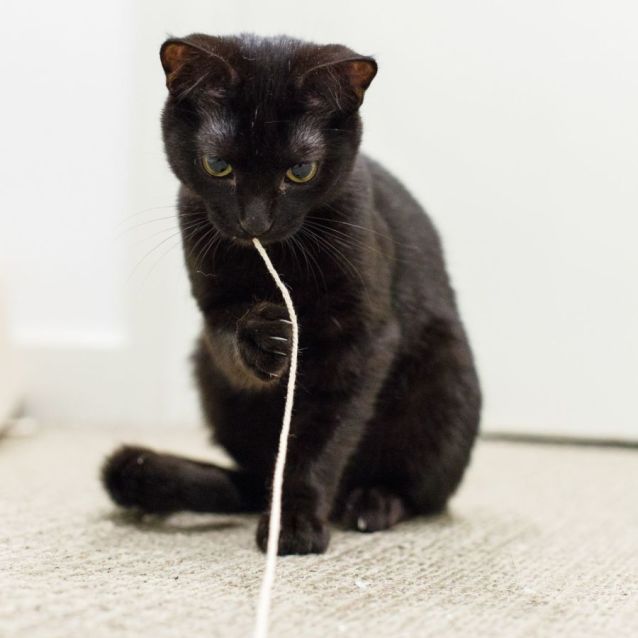 Photo of Lenny *9 Lives Project Rescue*