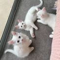 Photo of Latte
