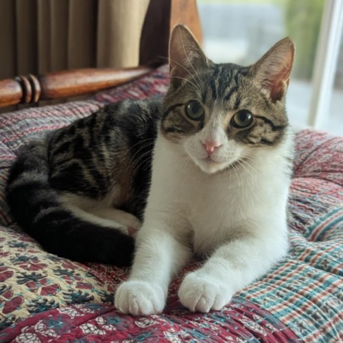 Orion **2nd Chance Cat Rescue**