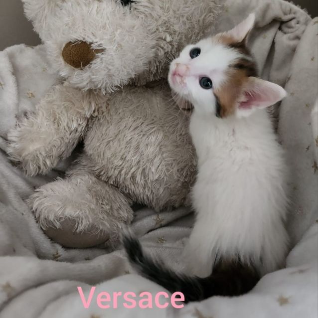 Photo of Versace