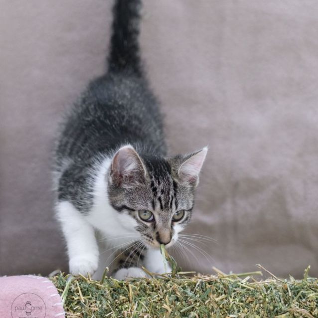 Photo of Kirpi **2nd Chance Cat Rescue**
