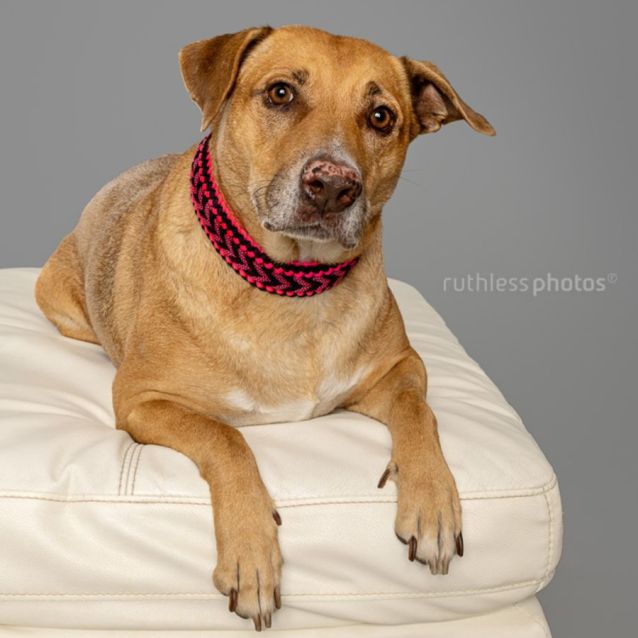 Photo of Brandy