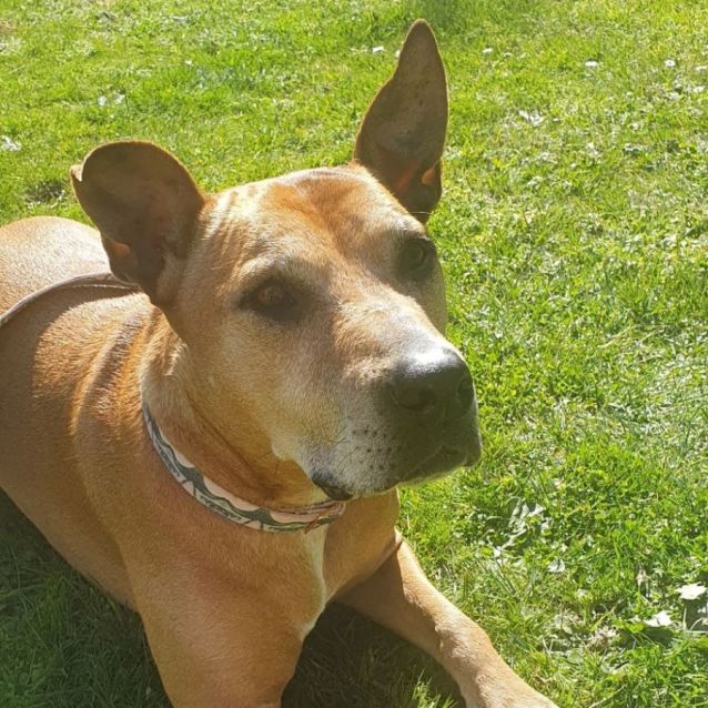 Photo of Skye 💕