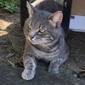 Photo of Smokie