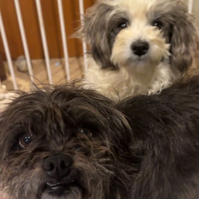 Photo of Mila & Mika