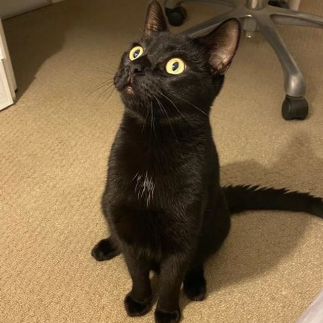 Photo of Noir