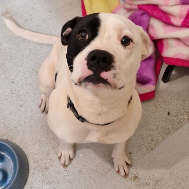 Photo of D1013 Odette