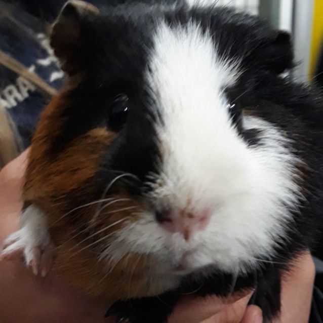Photo of Rodney