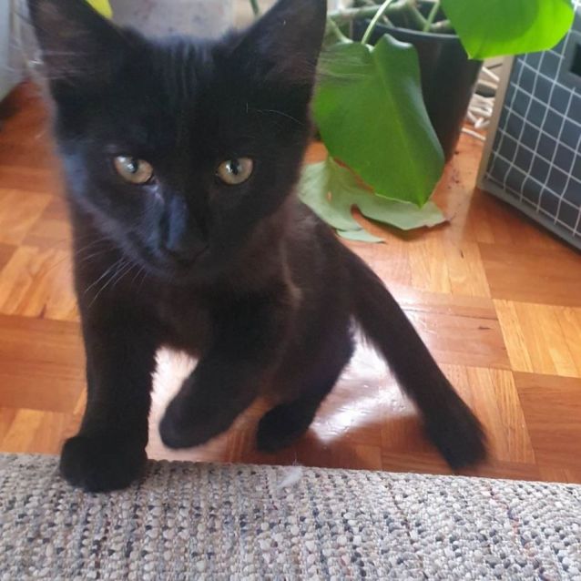 Photo of Maple