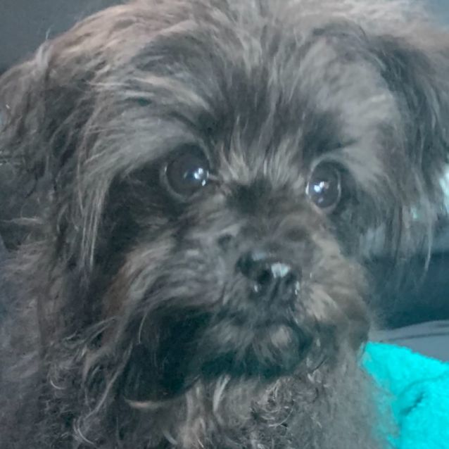 Photo of Vinnie 🐶🐻‍❄️