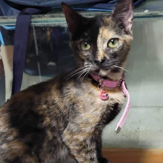 Photo of Gemini *9 Lives Project Rescue*