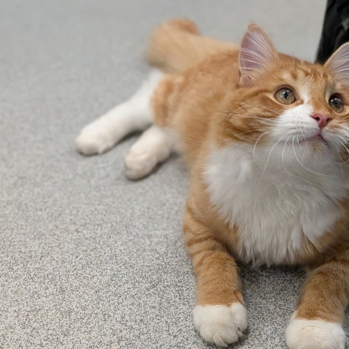 No photo for Vitamin C