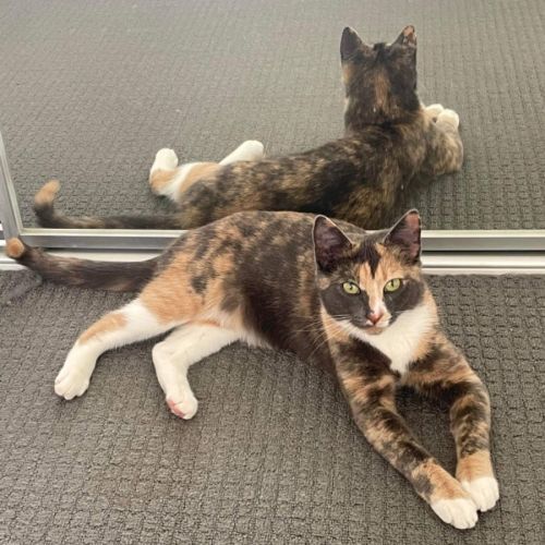 No photo for Maple