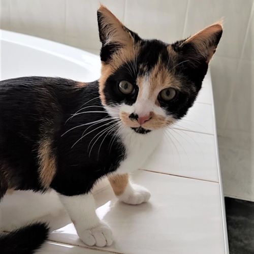 Bandit ^^Dandy Cat Rescue^^