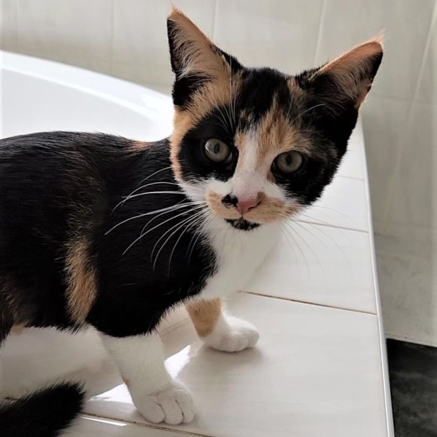 Photo of Bandit ^^Dandy Cat Rescue^^