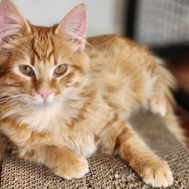 Photo of Cairo ^^Dandy Cat Rescue^^